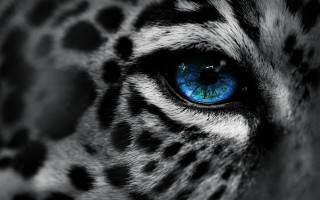 Blue eye leopard spots photorealistic - spot free wallpaper