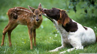 Dog deer grass licking nose - animal free wallpaper for desktop