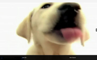 Blurry dog face tongue out - tongue free wallpaper for desktop