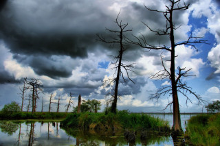 Swampy dead trees cloudy sky - a swampy area free wallpaper
