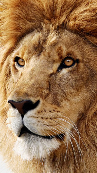 Lion closeup white background black - free animals wallpaper for mobile
