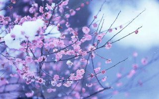 Tree pink flowers snow blue - a blue sky background in the background free wallpaper
