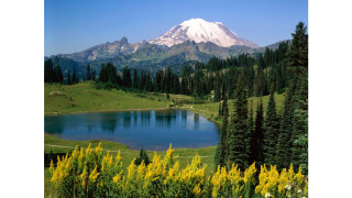 Mountain lake forest yellow flowers 4 - yellow flower free wallpaper