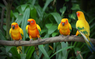 Colorful birds sitting branch forest - colorful bird free wallpaper