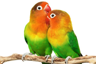 Colorful birds sitting branch eyes - their eye free wallpaper