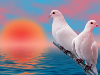 Two white birds sunset ocean - a pole in front free wallpaper