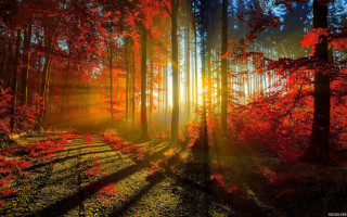 Forest trail sunbeam red leaves - volumetric light free wallpaper for desktop