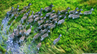 Zebras herd grass field water 2 - wildlife photography free wallpaper for desktop