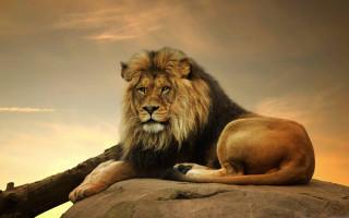Lion lioness sunset rock sky - a rock together free wallpaper
