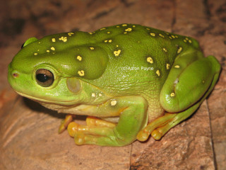 Green frog yellow spots rock 2 - a green frog free wallpaper
