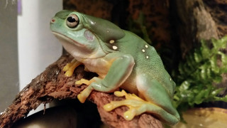 Frog branch plant leaf rococo - a frog free wallpaper for desktop