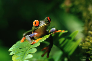 Frog orange eyes leaf green 2 - a frog free wallpaper for desktop