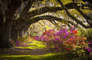 Tree lined path flower canopy - spanish free wallpaper