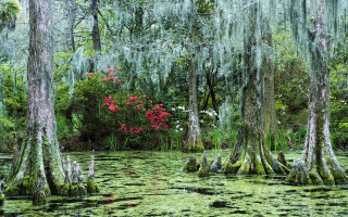 Swamp moss red flowers trees - charles ragland bunnell free wallpaper