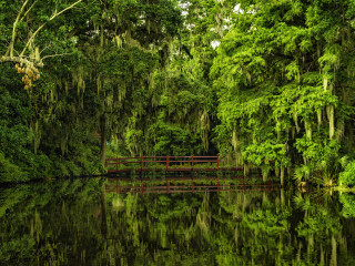 Bridge forest water red rail - water and trees free wallpaper