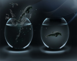 Fish jumping bowl water stomach - a bowl of water free wallpaper