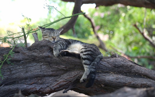 Cat laying tree branch woods - the camera mans eye free wallpaper