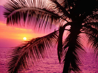 Palm tree silhouette sunset ocean 10 - tropical free wallpaper