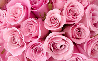 Pink roses bouquet flowers beautiful - the petal free wallpaper for desktop