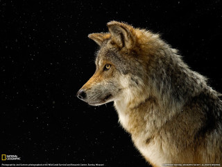 Wolf looking sky black background - a wolf free wallpaper for desktop
