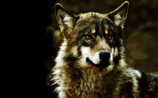 Wolf black background blurry image - sharp focus free wallpaper
