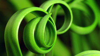 Green spiral plant closeup macro - end free wallpaper