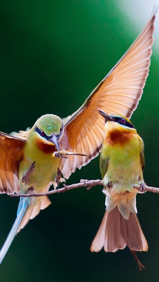 Two birds branch wings spread 2 - christopher williams free wallpaper for mobile