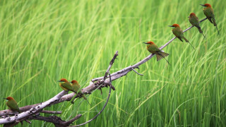 Birds branch field grass tall - douglas robertson bisset free wallpaper