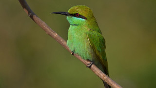 Green bird branch background black - a green bird free wallpaper