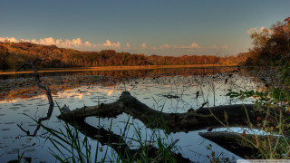 Large tree branch water lake - back end free wallpaper for desktop