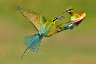 Birds fighting green field wings - their beak free wallpaper
