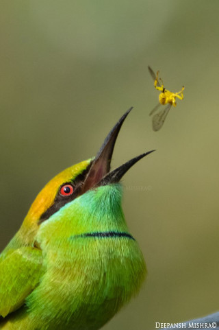Bird mouth open bug air - its mouth open free wallpaper for mobile