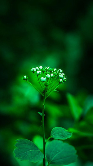 Green flower leaves background blurry - choi buk free wallpaper for mobile