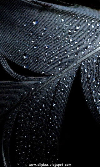 Feather water droplets black white 2 - exquisite detail free wallpaper