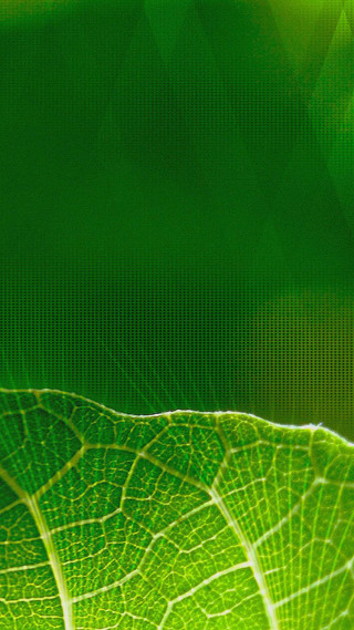 Green leaf microscopic 4k tennis - a green leaf free wallpaper for mobile