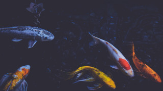Fish group swimming pond black - an ultrafine free wallpaper for desktop