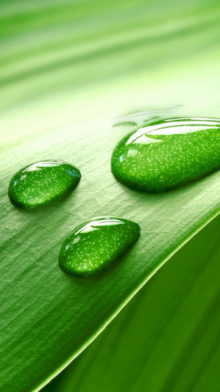 Water drops green leaf macro 2 - a green leaf free wallpaper for mobile