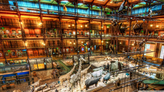 Museum animals architecture cityscape fantasy - neoprimitivism free wallpaper