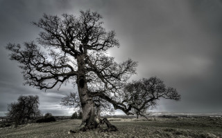 Large tree field cloudy sky - the foreground free wallpaper