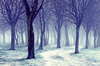 Forest path snow trees foggy - the ground and trees free wallpaper