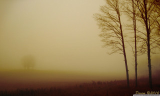 Foggy field trees lone horse - volumetric fog free wallpaper for desktop