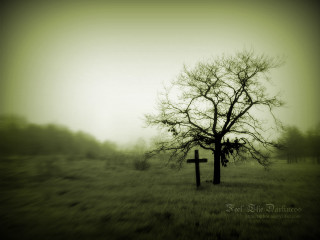 Lone tree field cross foggy - somber free wallpaper