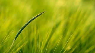 Close up green grass blurry 4 - a green grass free wallpaper