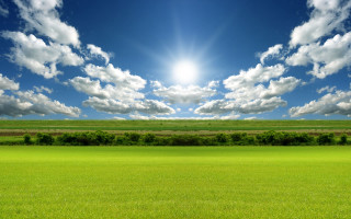 Sunny field grass trees bushes 2 - a bright sun in the sky above free wallpaper