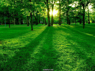 Grassy field trees bench sunlight 2 - grassy free wallpaper for desktop