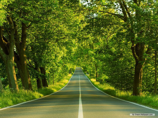 Road trees grass straight line - the middle of the road free wallpaper