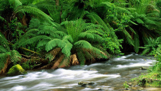 Lush forest stream trees plants 2 - nature free wallpaper