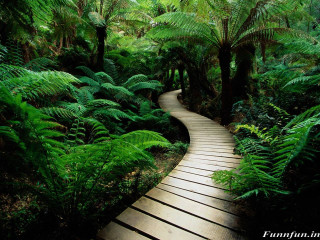 Wooden path forest trees ferns 4 - forest free wallpaper