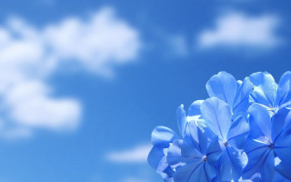 Blue flower sky background clouds - blue sky free wallpaper for desktop