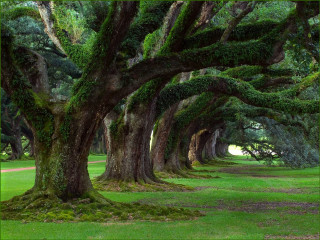 Mossy trees park green grass - charles ragland bunnell free wallpaper